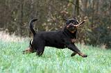 ROTTWEILER 447